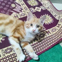 واگذاری رایگان بچه گربه