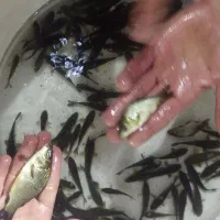 فروش  عمده بچه ماهی و فروش عمده ماهی قرمز برای عید