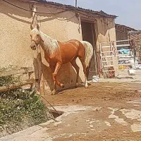 مادیان.درهشور|اسب و تجهیزات اسب‌سواری|کرج, برغان|دیوار