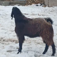 بز نر یک ساله