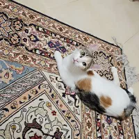 واگذاری رایگان گربه DSH.رنگ کالیکو