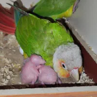 گرینچیک سرلاکی