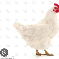 کود مرغی و بذر