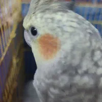 عرس هلندی ماده