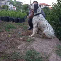 سگ شکاری سیتر ماده