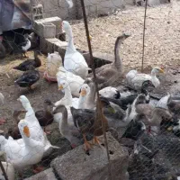 اردک اسراعیلی قو قاز نیمچه اسراعیلی نیمچه محلی|حیوانات مزرعه|تالش, تالش|دیوار
