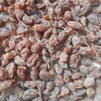 کشمش افتابی|خوردنی و آشامیدنی|بناب, |دیوار