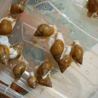 حلزون سایز 6 قیمت توافقی است و باکس حلزون