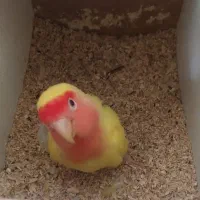 کوتله برزیلی|پرنده|آذرشهر, |دیوار