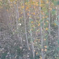 نهال صنوبرترکیه درجه یک