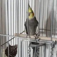 عروس هلندی نر فول دستی