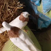 کفتر|پرنده|جلگه رخ, |دیوار