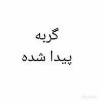 گربه پیدا شده عمار یاسر