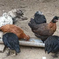 نیمچه محلی کاکل ، سلطان ، لهستانی