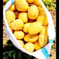 سیب متوسط سیب زمینی درهم