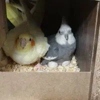 عروس هلندی مولد