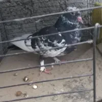 کبوتر پلنگی نرو مادشو نمیدونم|پرنده|بابلسر, |دیوار