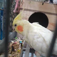 پرنده|پرنده|هشتگرد, ینگی امام|دیوار