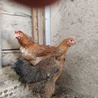 مرغ|حیوانات مزرعه|اصفهان, آزادان|دیوار