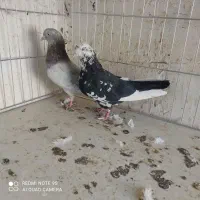 کفتر|پرنده|سیرجان, |دیوار