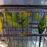 ۸ عدد مرغ عشق ۷ تا نر یک عدد ماده