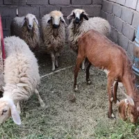 گوسفند بره کاور بز|حیوانات مزرعه|نرماشیر, |دیوار