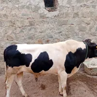 گاو نر