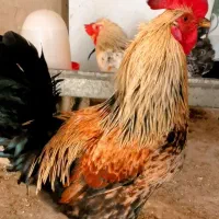 خروس گلین و محلی و...