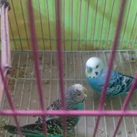 یک جفت مرغ عشق