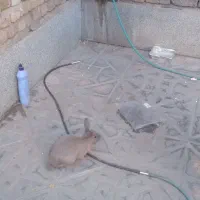 واگذاری خرگوش