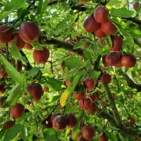 پیشفروش نهال سیب و بادام عمده پاییز و اسفندماه