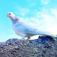 کبوتر سرور آبی پاک پاک