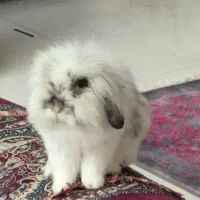 گمشده خرگوش