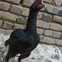 سلام دوستان دوتا ماده مرغ فروشی|حیوانات مزرعه|ایرانشهر, |دیوار