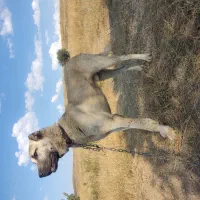 سگ اصل سرابی