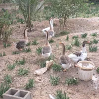 فروش قو غاز و غاز معمولی