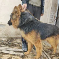 توله ژرمن موبلند|سگ|رباط‌کریم, وهن آباد|دیوار