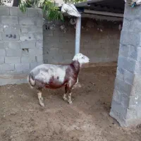 قوچ برای فروش