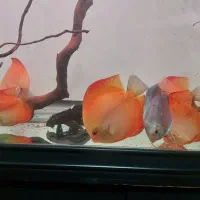 دیسکس عالی|ماهی|کرمان, |دیوار