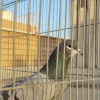 بدرنگ ماده خرقه 12ماهه آماده جفت