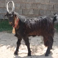 کهره پازن تخمی