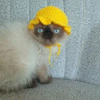 پرشین بلو پوینت میکس سیامی|گربه|بندر کنگان, |دیوار