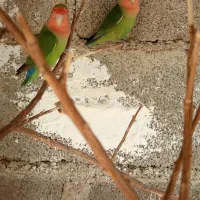 معوضه با عروس هلندی ماده