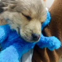 واگذاری|سگ|دماوند, دماوند|دیوار