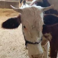 دوتا گاو سمینتال شیری|حیوانات مزرعه|اهواز, شهرک نفت|دیوار