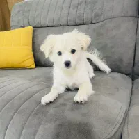 سگ اشپیتز شناسنامه دار|سگ|مشهد, سجادیه|دیوار