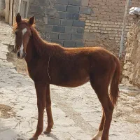 کره اسب ماده