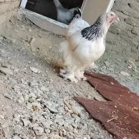مرغ برهما لایت