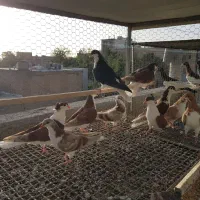 کبوتر خوشرنگ از جوجه تازه دانخور تا مولد|پرنده|لنجان, |دیوار