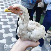 خروس لاری